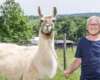 Older man in a blue shirt stands beside a light-colored llama wearing a green halter in a rural field with trees and hills in the background.
