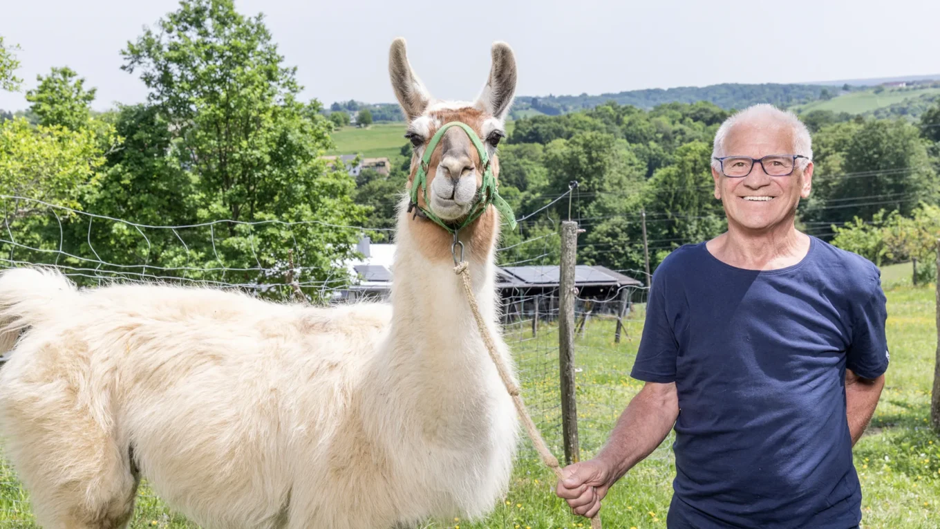 Older man in a blue shirt stands beside a light-colored llama wearing a green halter in a rural field with trees and hills in the background.